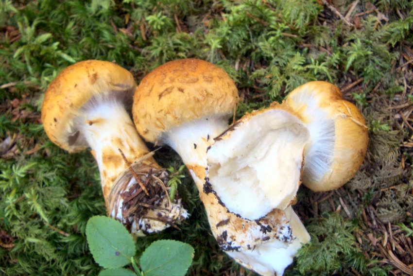 Cortinarius sp1-Trentino